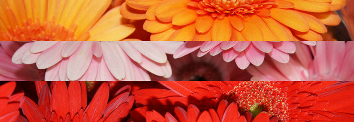 Brampton Flower Shop Brampton Flower Shop